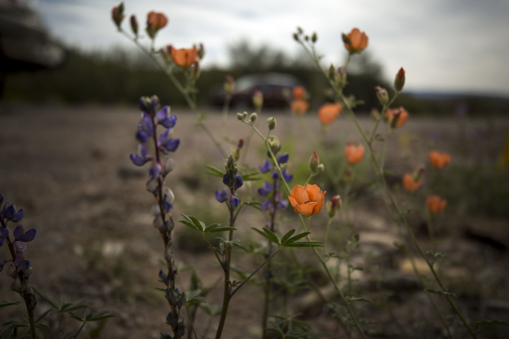 Wildflowers around Tucson, 2020